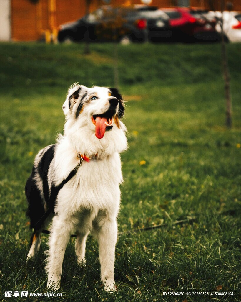 草地边吐舌的黑白狗狗