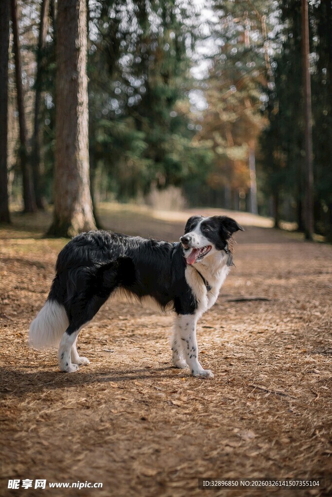 林间黑白边牧站立瞬间