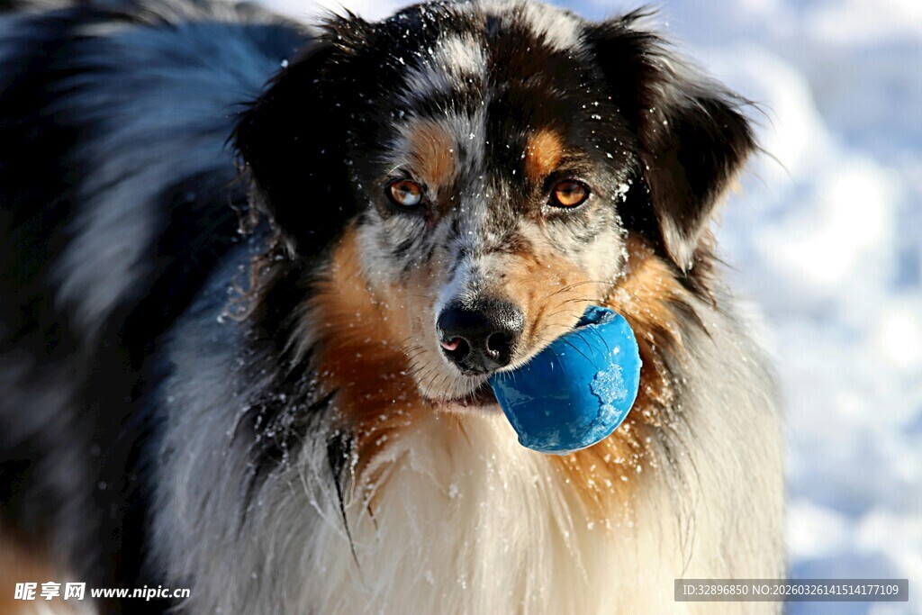 雪地中叼球的帅气牧羊犬