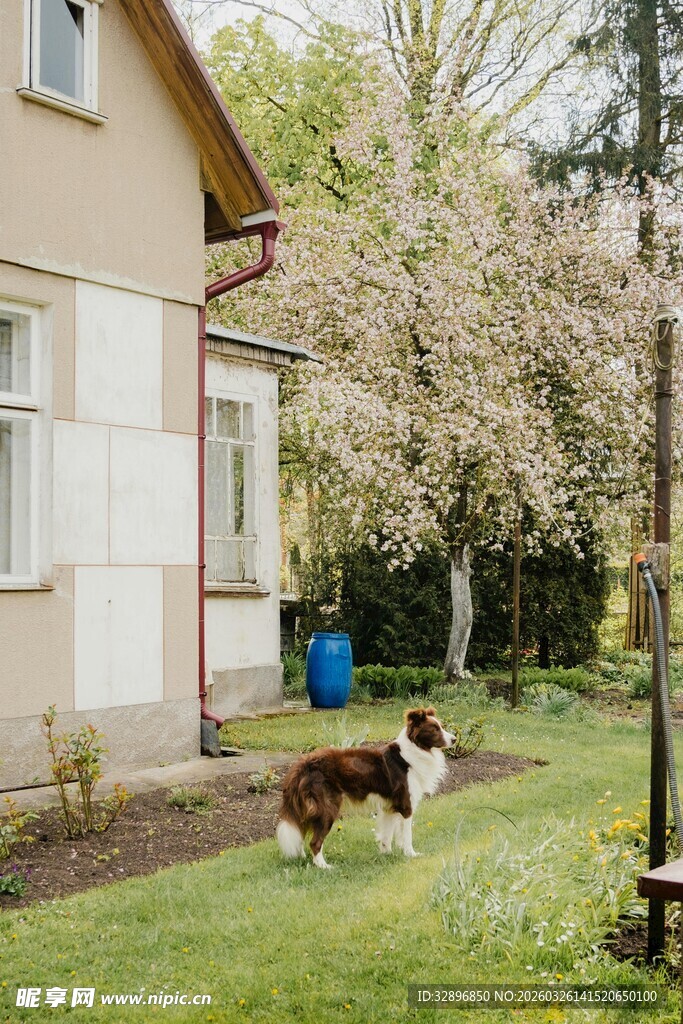 庭院中漫步的可爱狗狗