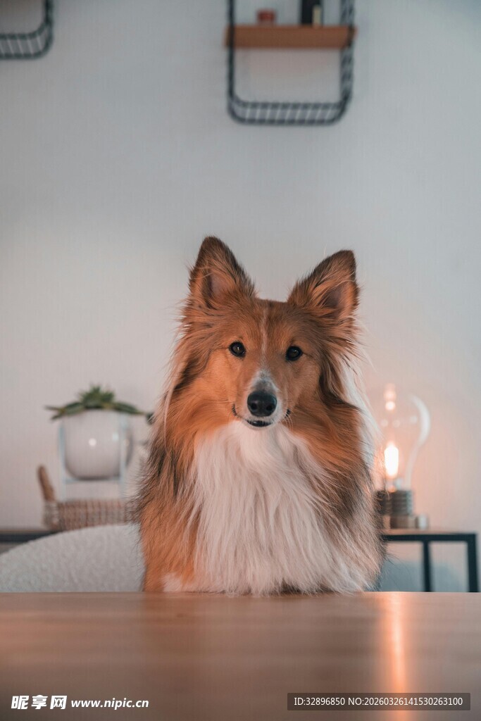 可爱牧羊犬端坐室内