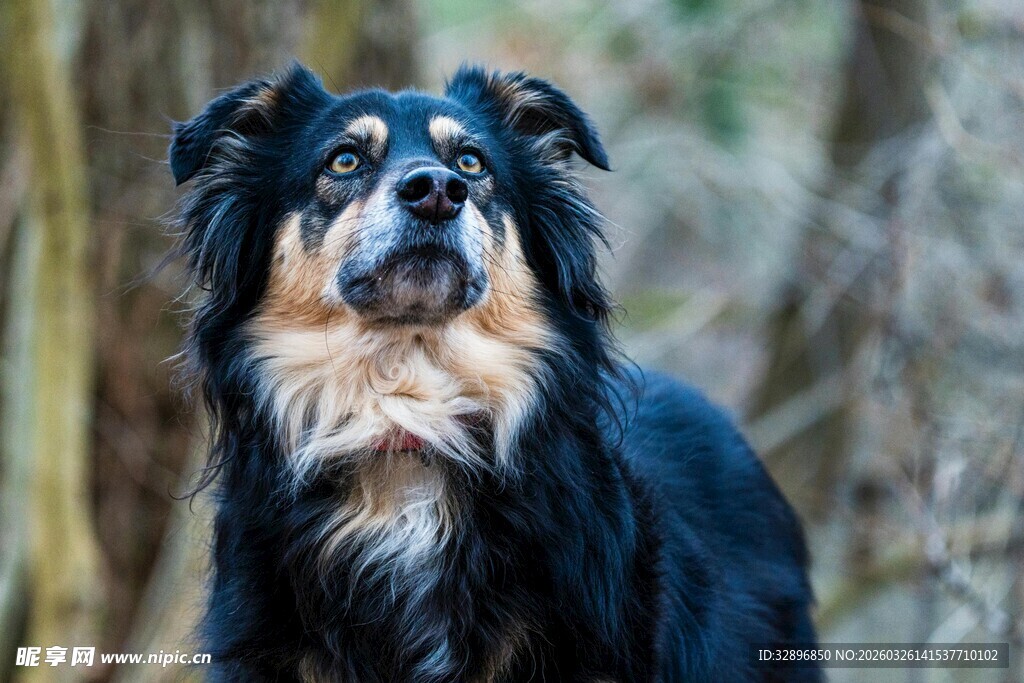 林间帅气的长毛牧羊犬