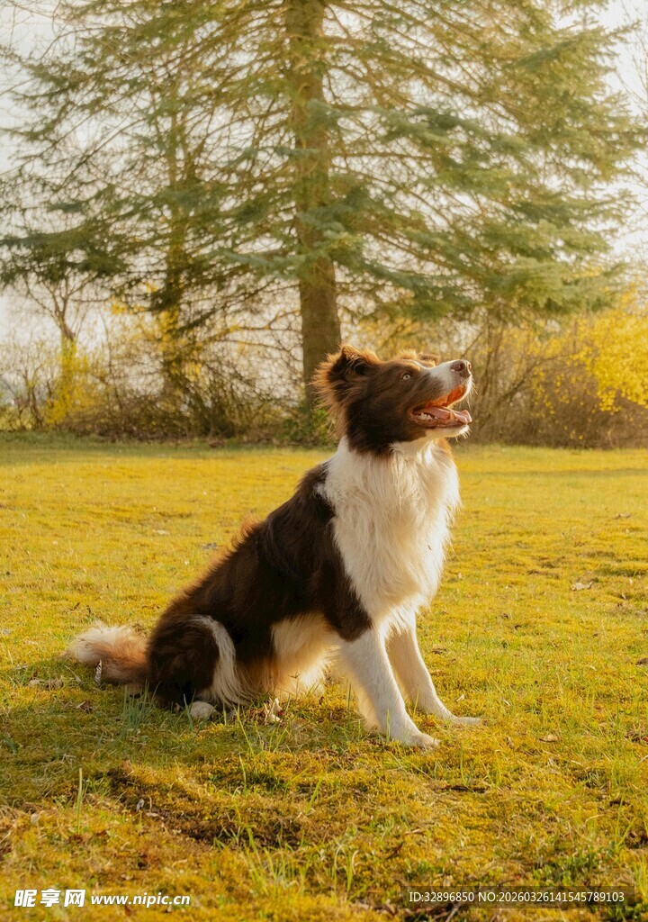 草地边的黑白狗狗