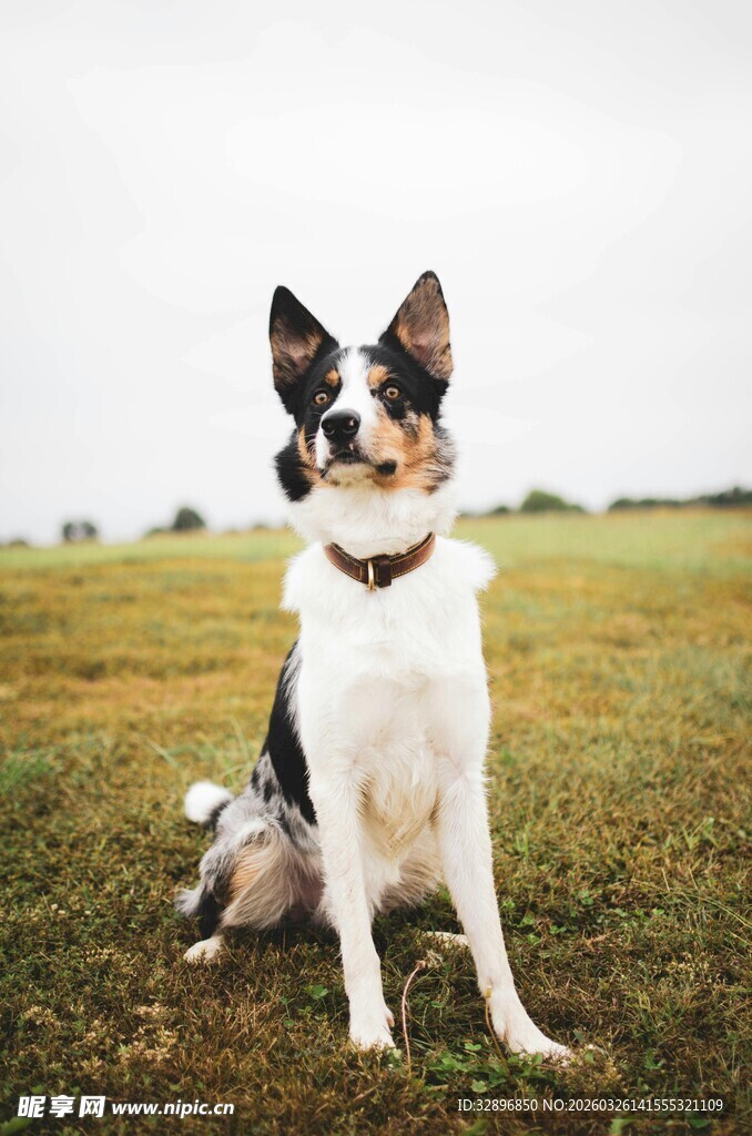 草地中坐着的三色边境牧羊犬