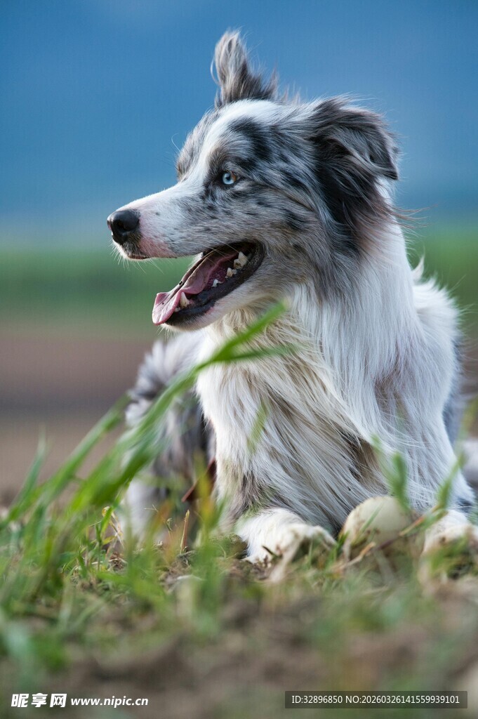 草地边的可爱边牧犬