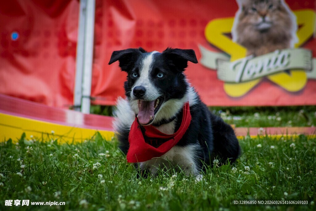 草地边的可爱边牧犬
