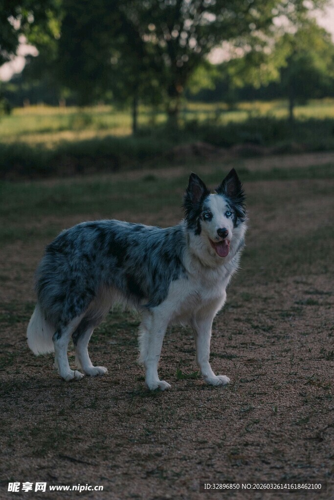 蓝白边牧站立于户外草地