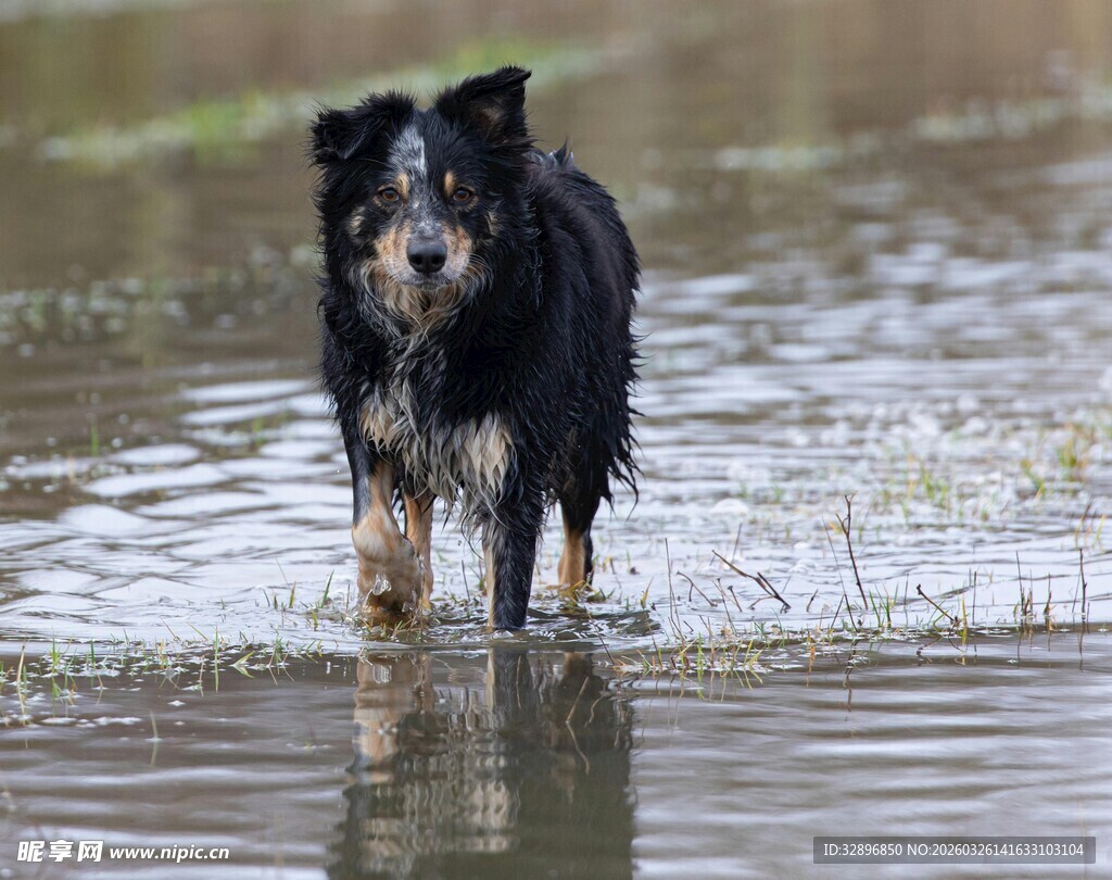 涉水的黑白狗