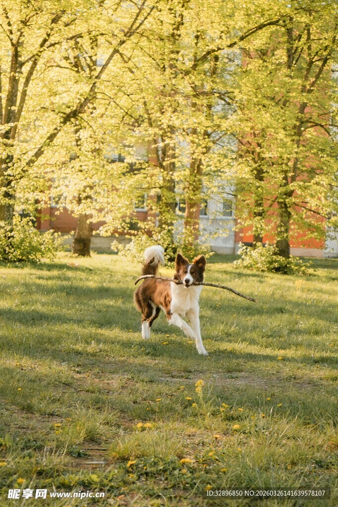 草地上奔跑的可爱狗狗