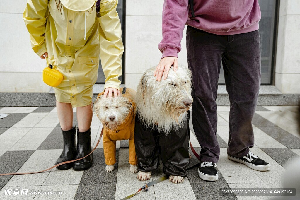人与萌宠温馨同框瞬间