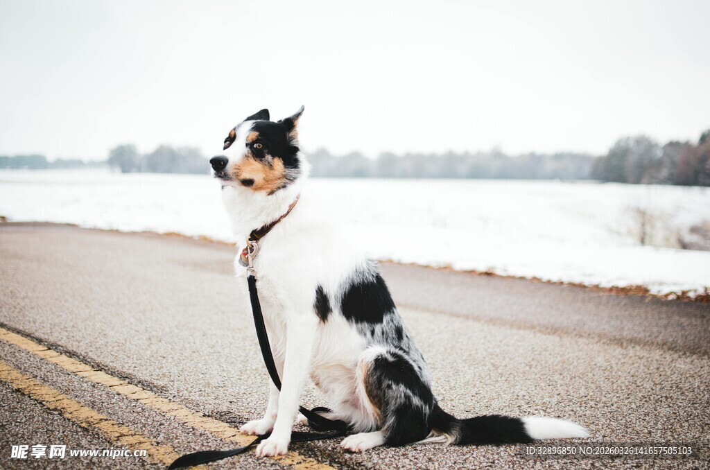 雪地中坐着的帅气边牧犬