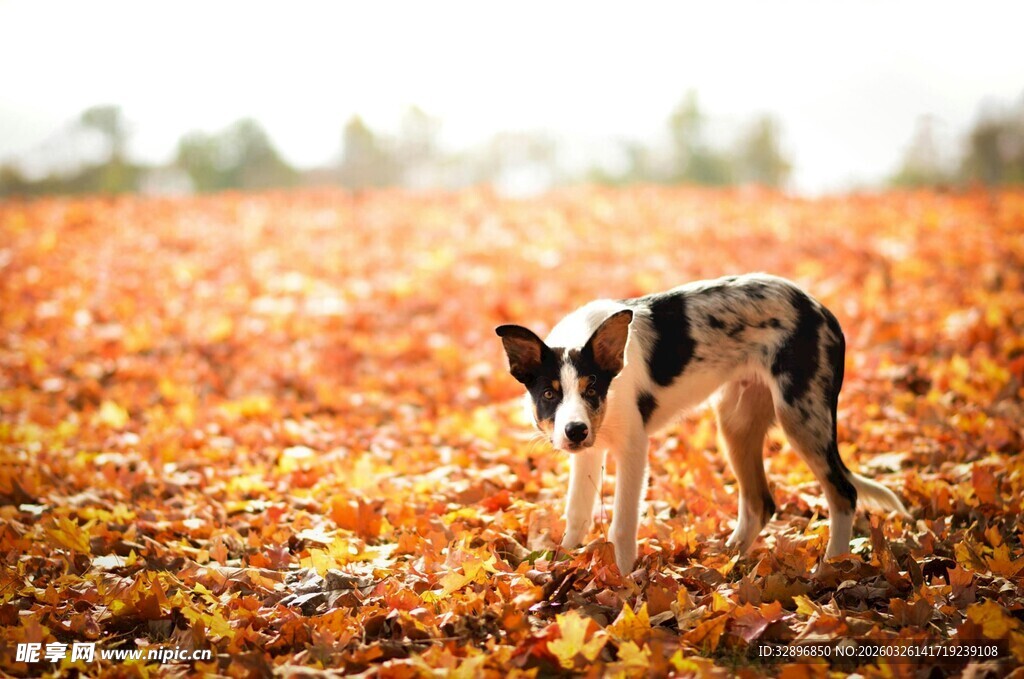 秋景中可爱的斑点小狗
