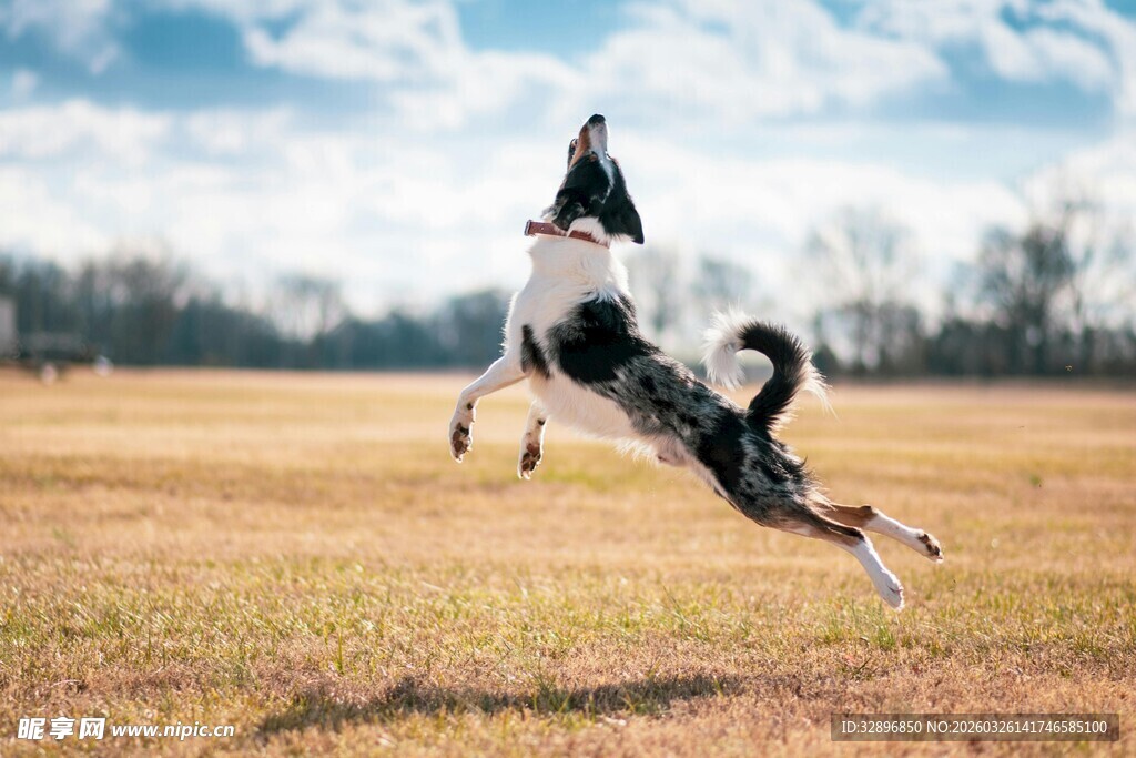 田野中跳跃的活力狗狗