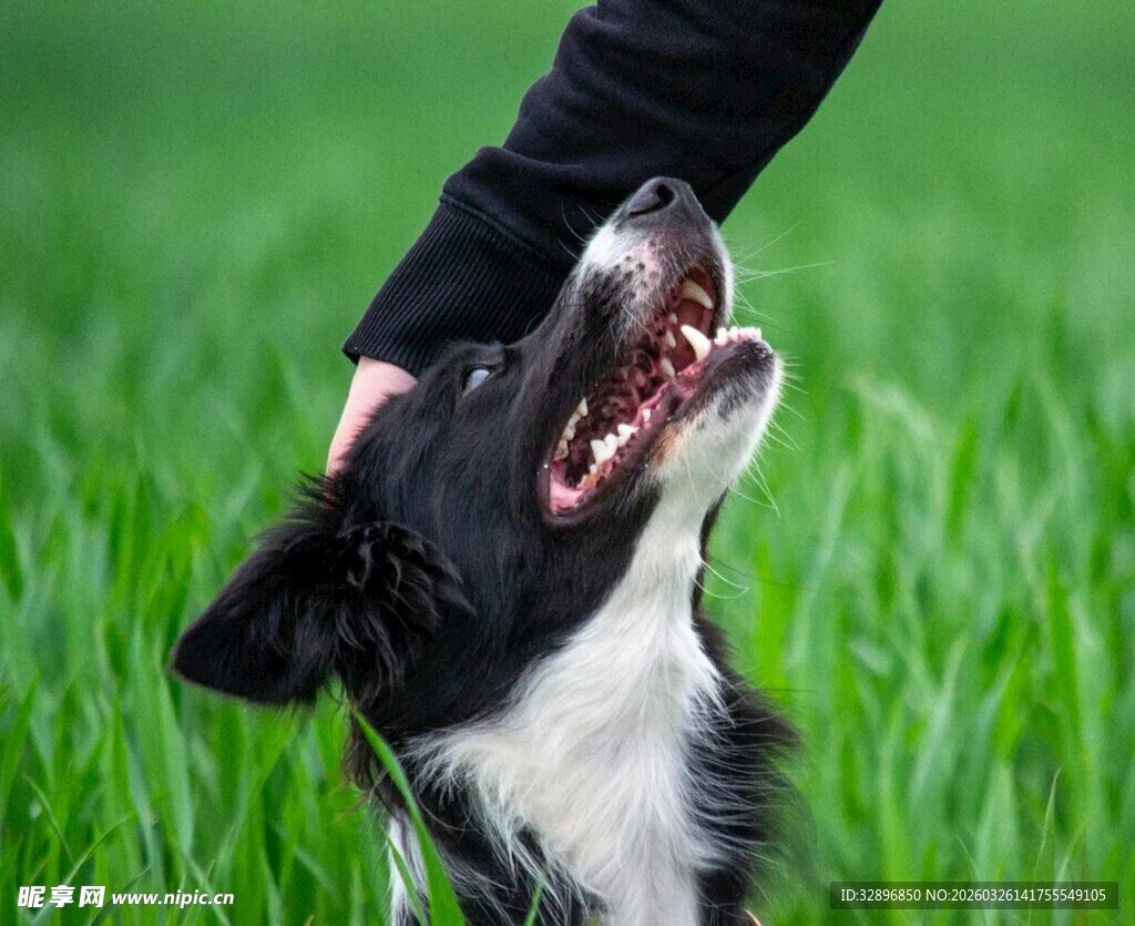 人与边牧亲昵互动瞬间