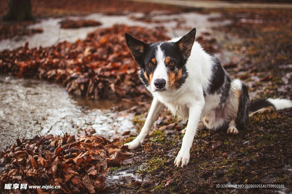 雨中蹲坐的黑白边牧