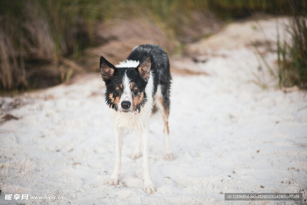 沙滩上的黑白相间小狗