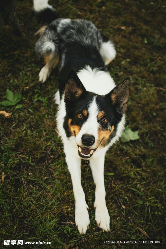 草地中的可爱三色边牧