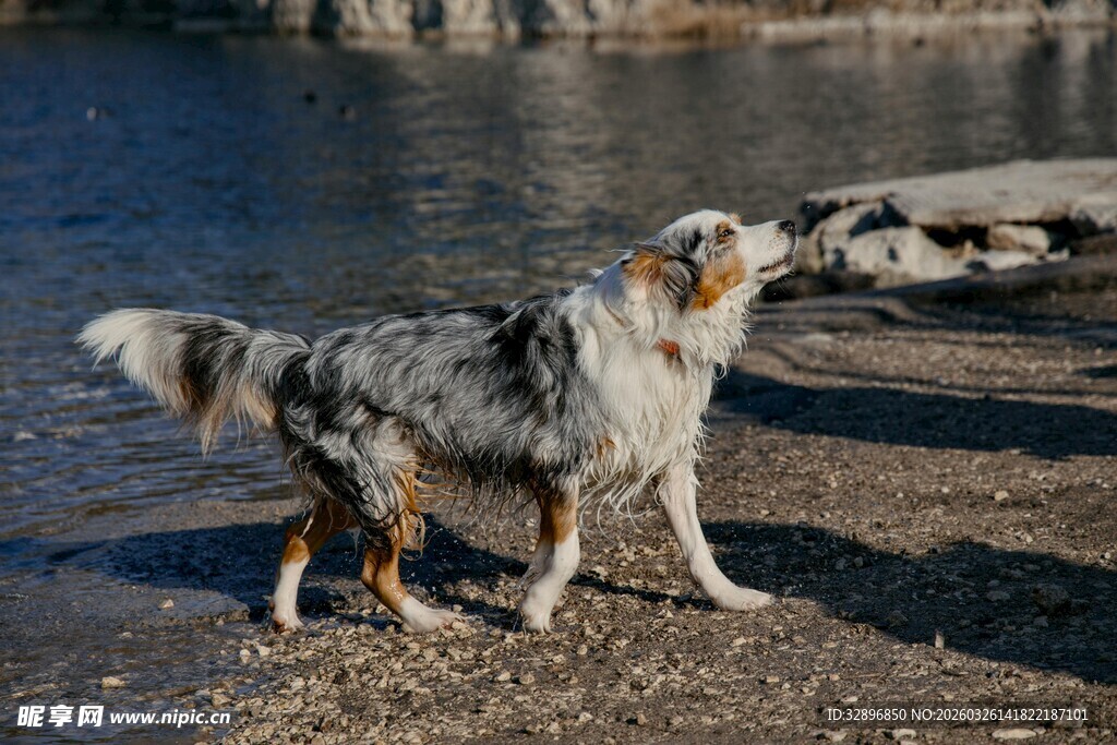 岸边的澳洲牧羊犬