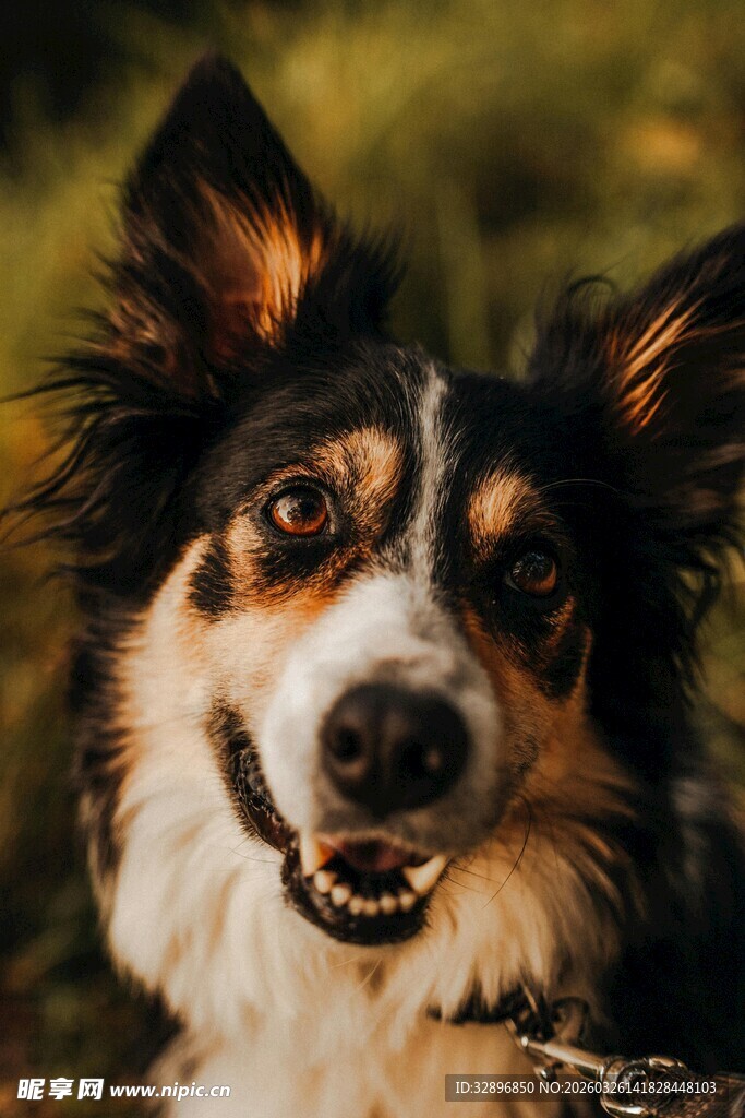 可爱三色犬开心咧嘴笑