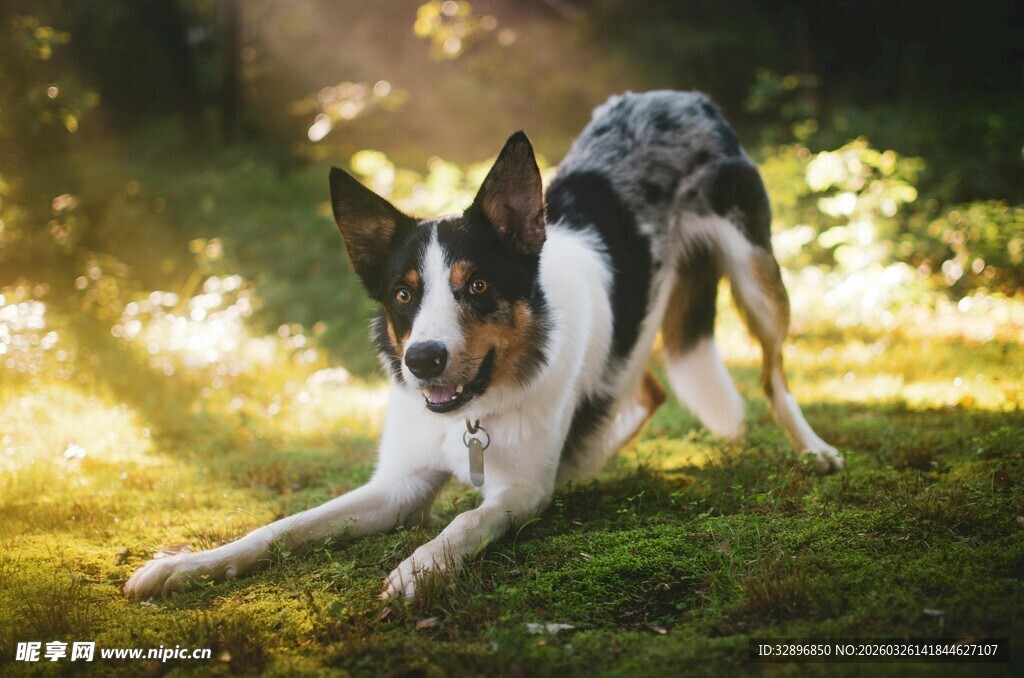 阳光下休憩的帅气狗狗