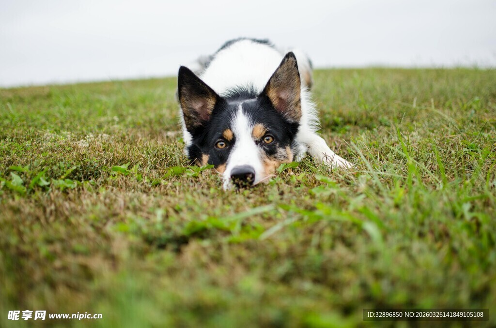 草地上趴着的可爱小狗