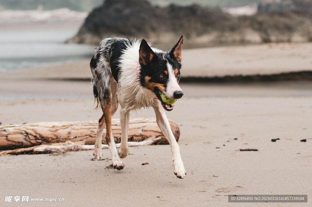 沙滩上奔跑的帅气猎犬