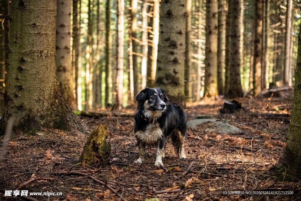 森林中站立的黑白狗狗