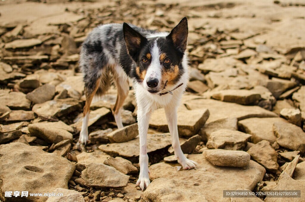岩石地上的三色边境牧羊犬