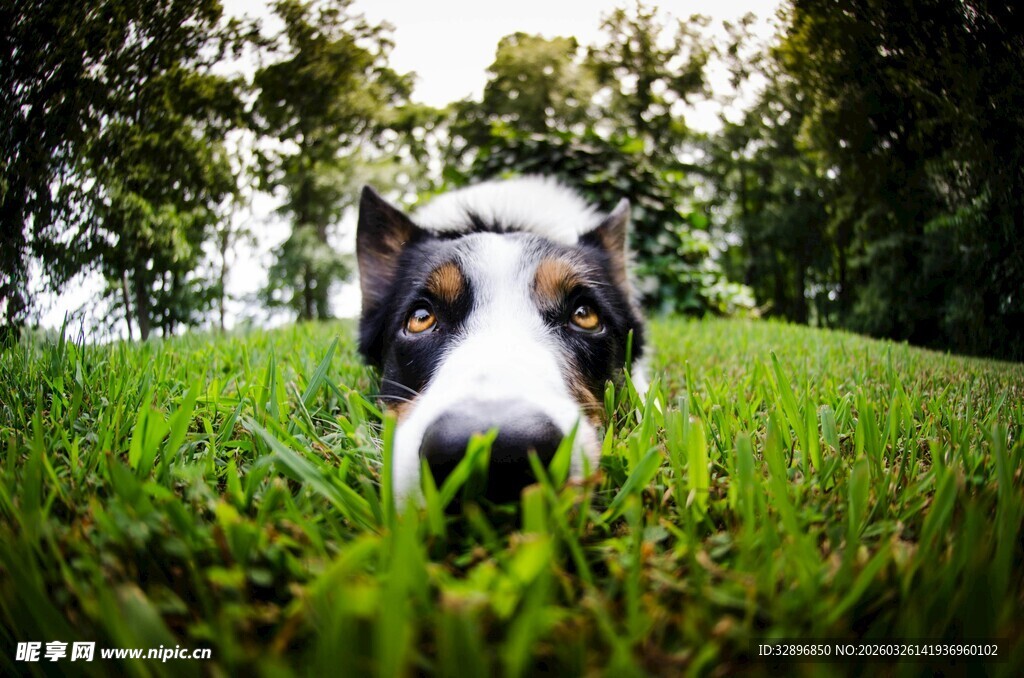趴卧草地的可爱狗狗