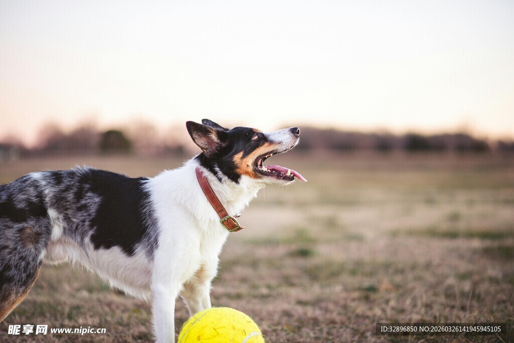 田野中欢快的三色牧羊犬