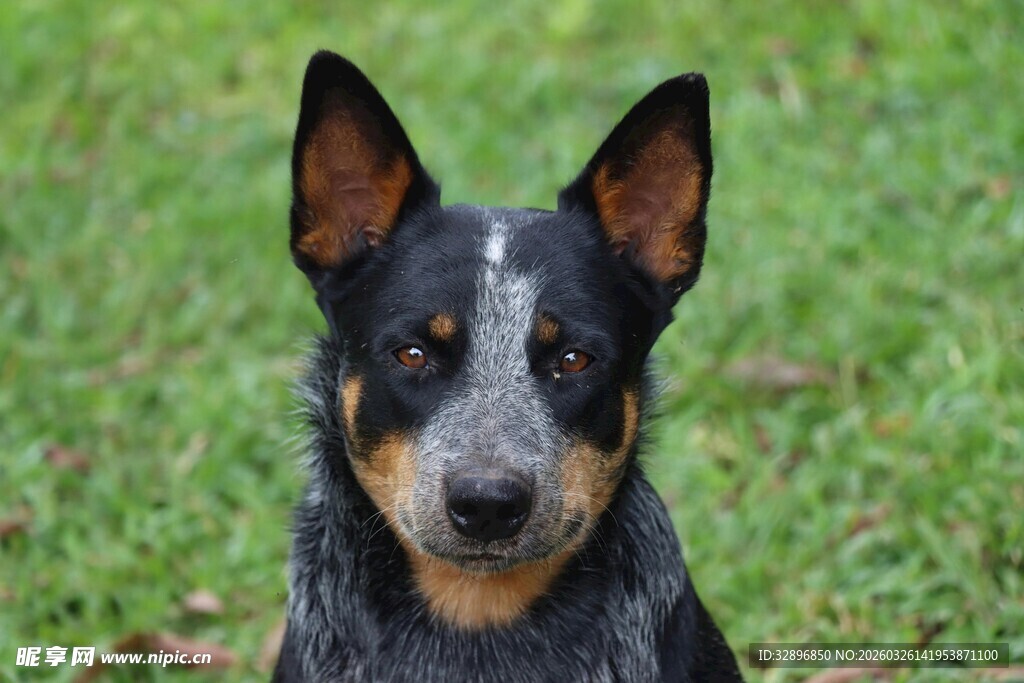 澳洲牧牛犬特写