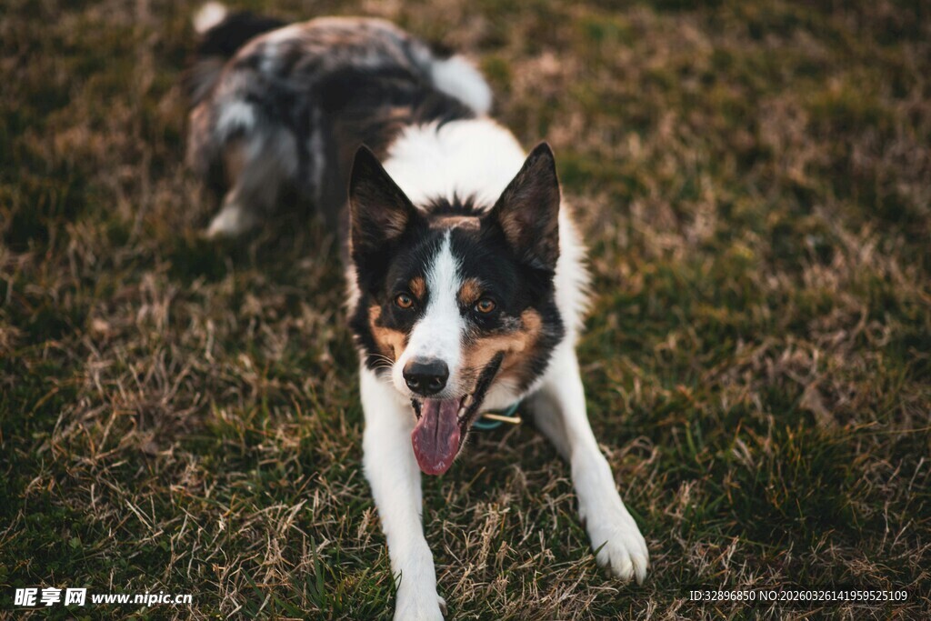 草地中吐舌的可爱牧羊犬
