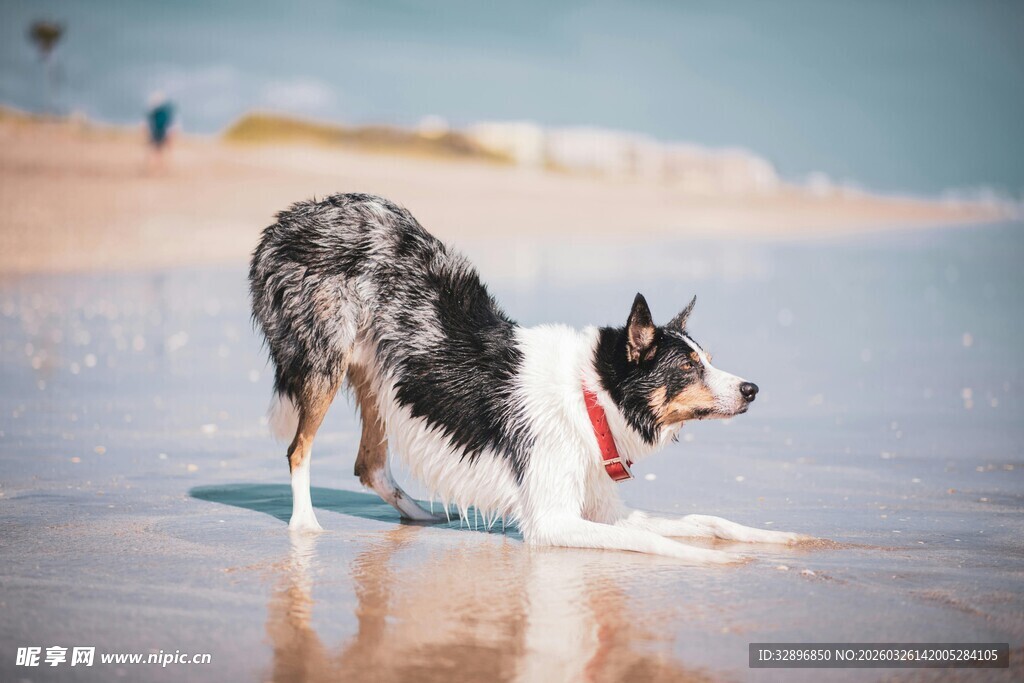 海滩上戏水的可爱狗狗