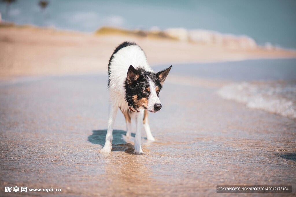 沙滩上的可爱法国斗牛犬