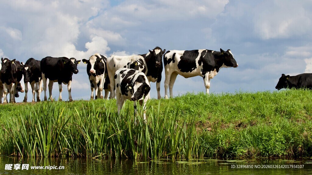草原上的黑白花奶牛群