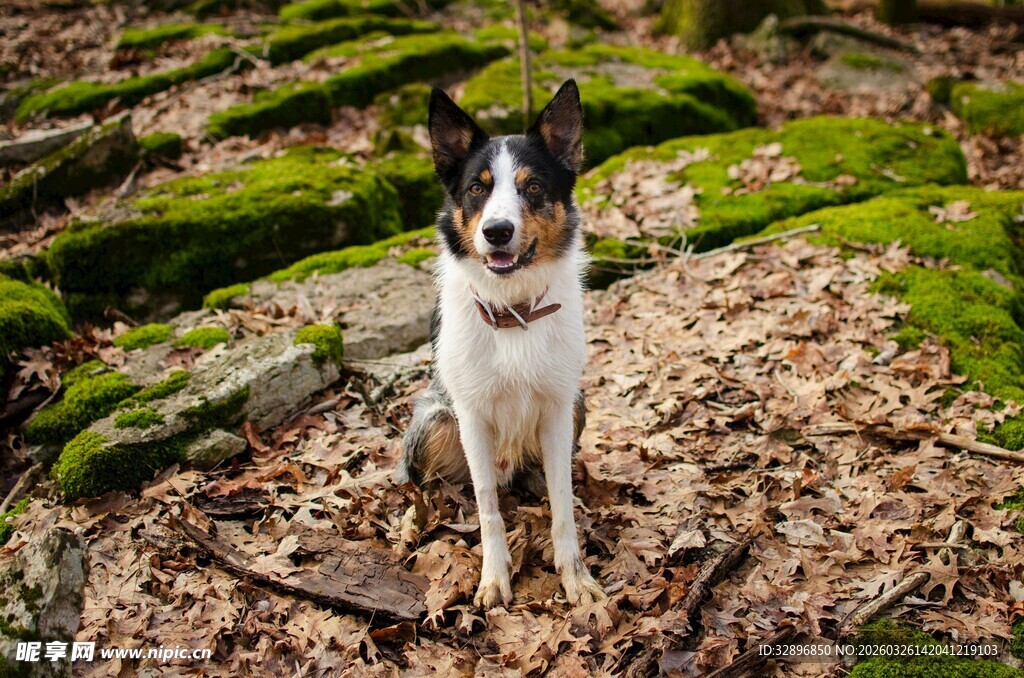 林间站立的三色小狗
