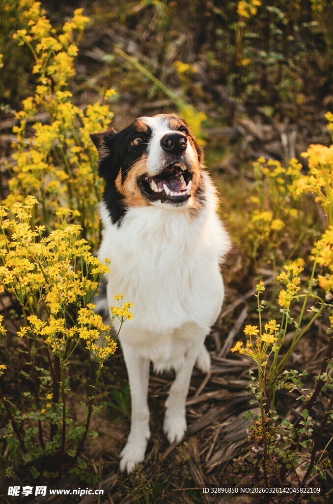 花丛中的喜乐蒂牧羊犬