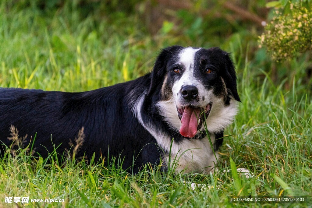 草地中惬意的黑白狗狗
