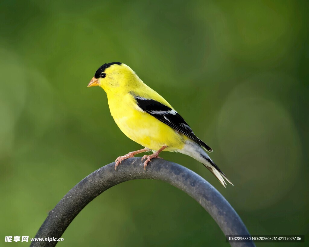 黄黑小鸟栖于弧形物体上