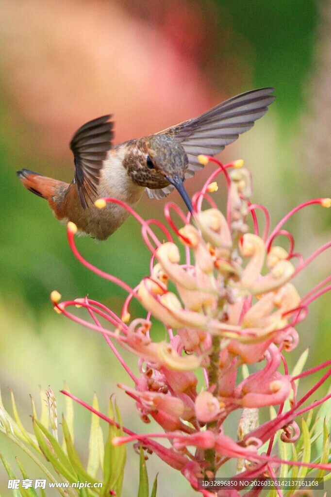 蜂鸟采蜜于绚烂花朵间