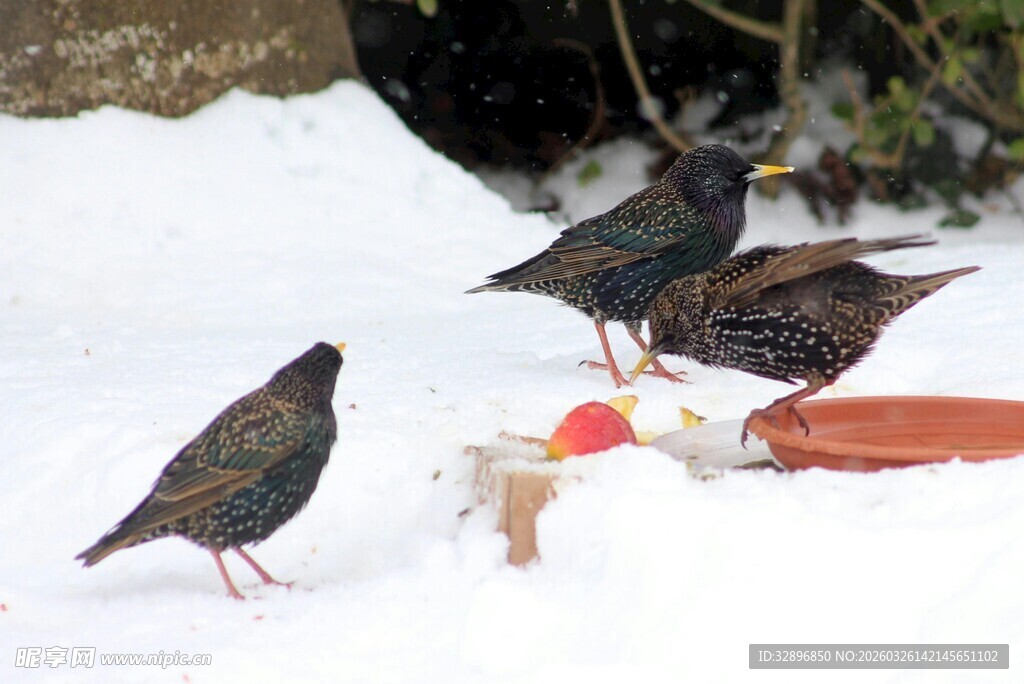 雪地上觅食的鸟儿