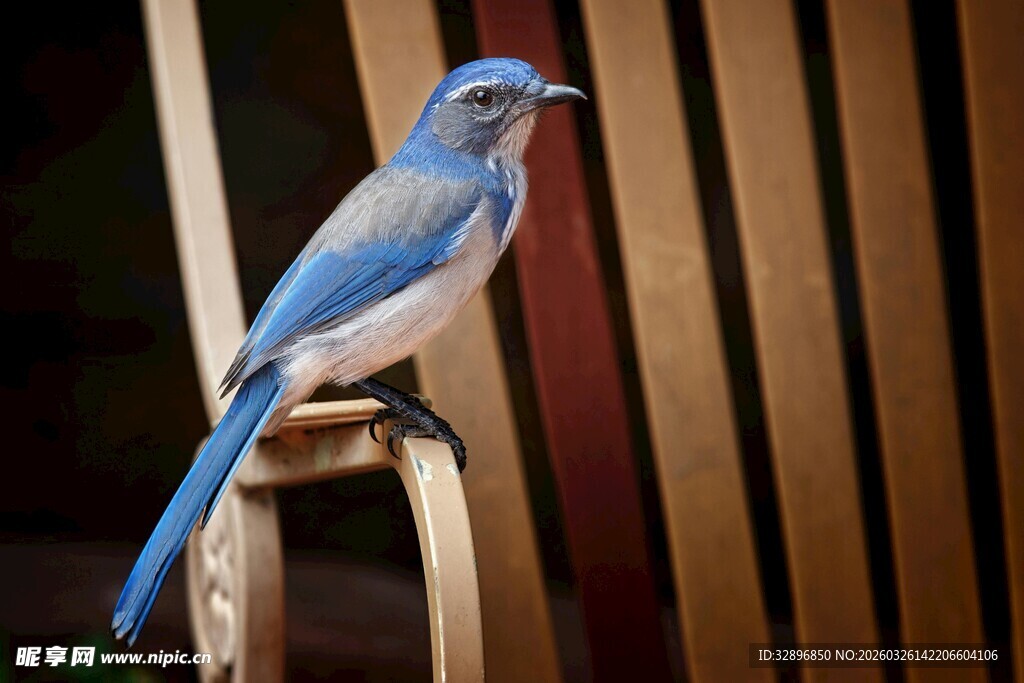 蓝羽小鸟栖息于木栏间