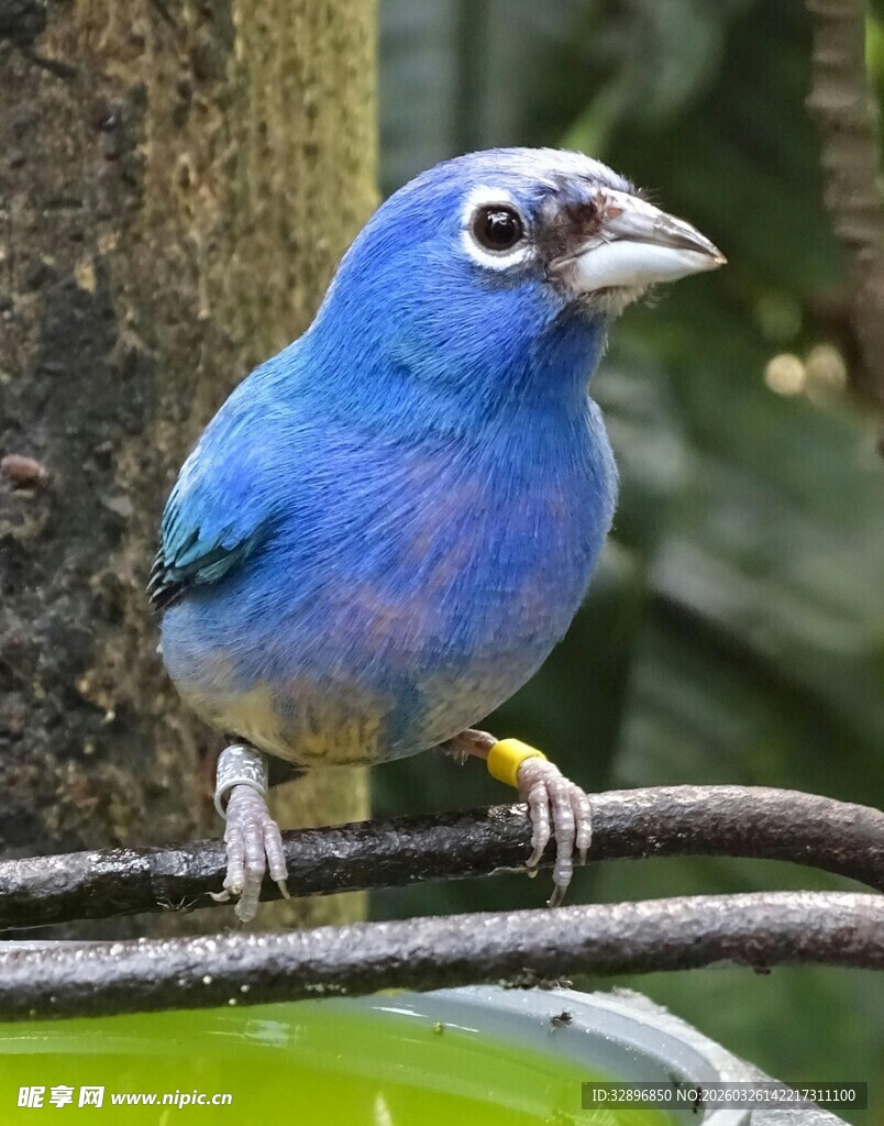 蓝色小鸟栖于枝头