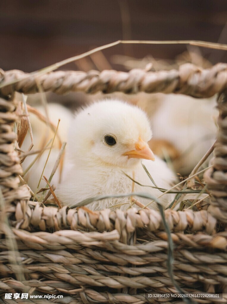 篮子里的可爱小鸡雏