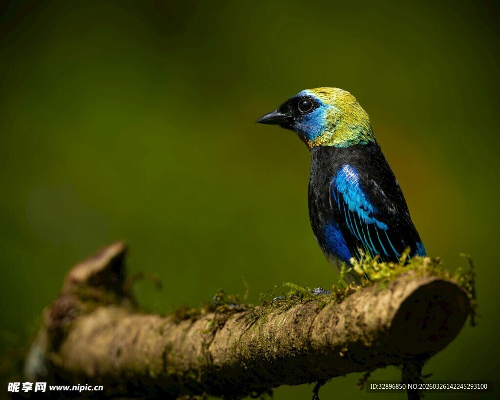 多彩小鸟栖于枝头
