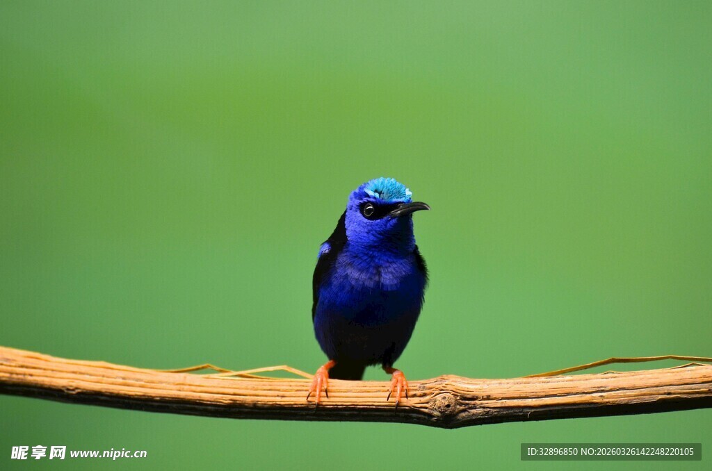 蓝色小鸟栖于枝头