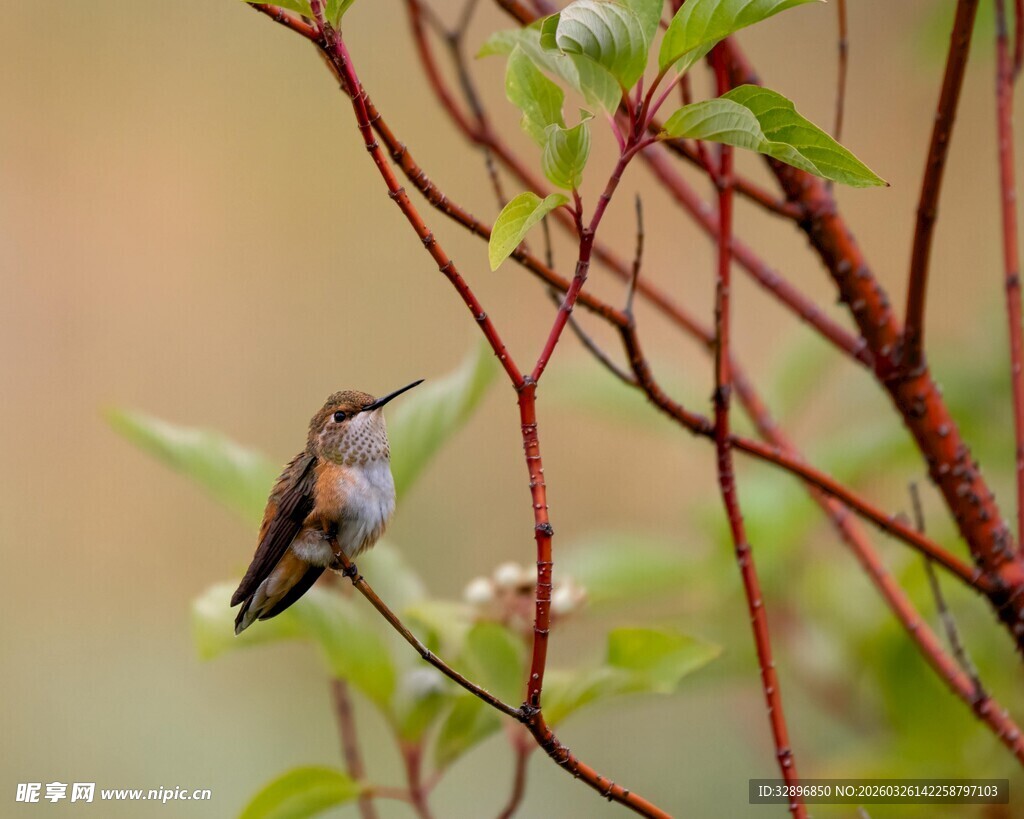 枝头蜂鸟