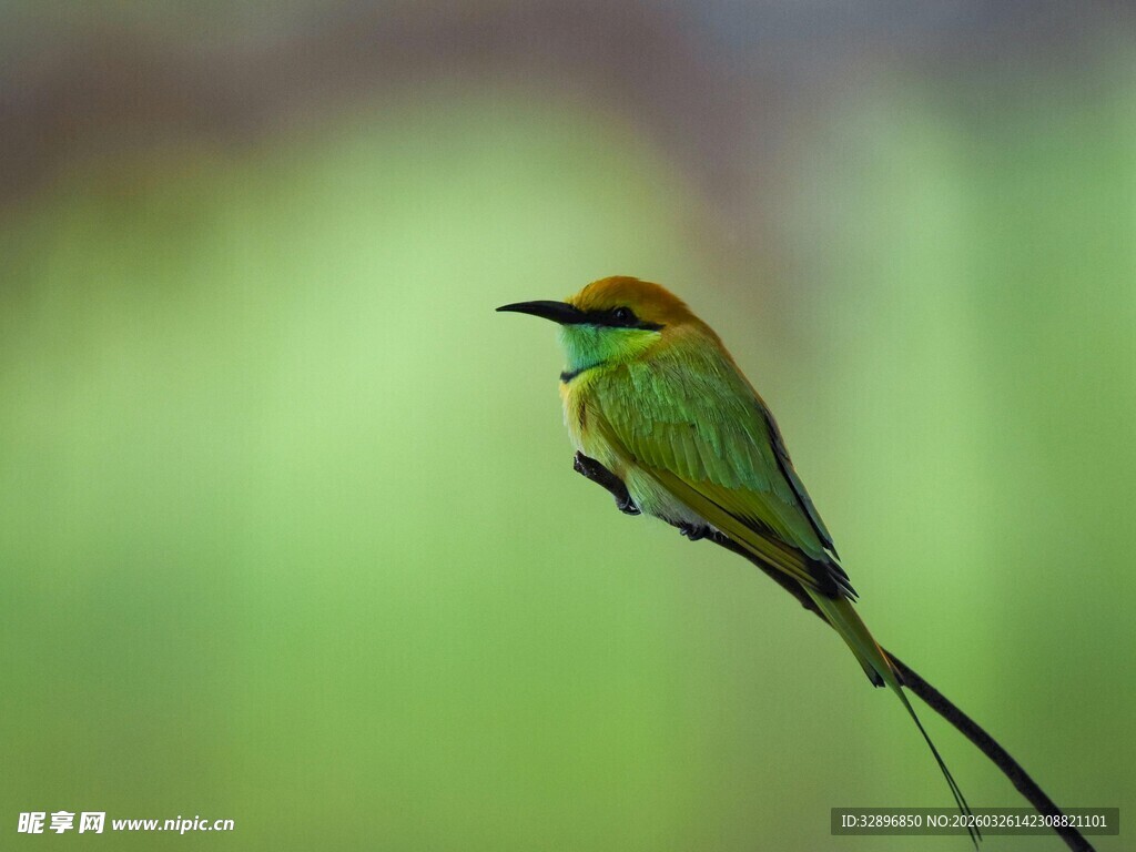 绿羽长尾小鸟栖息枝头