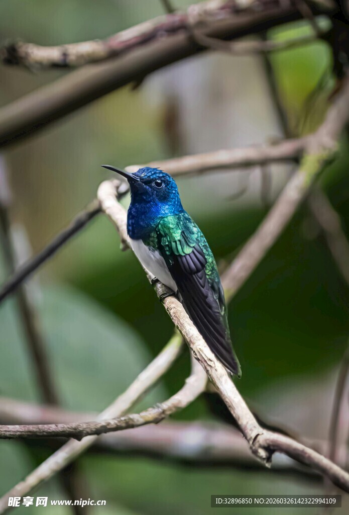 蓝羽小鸟栖息于树枝间