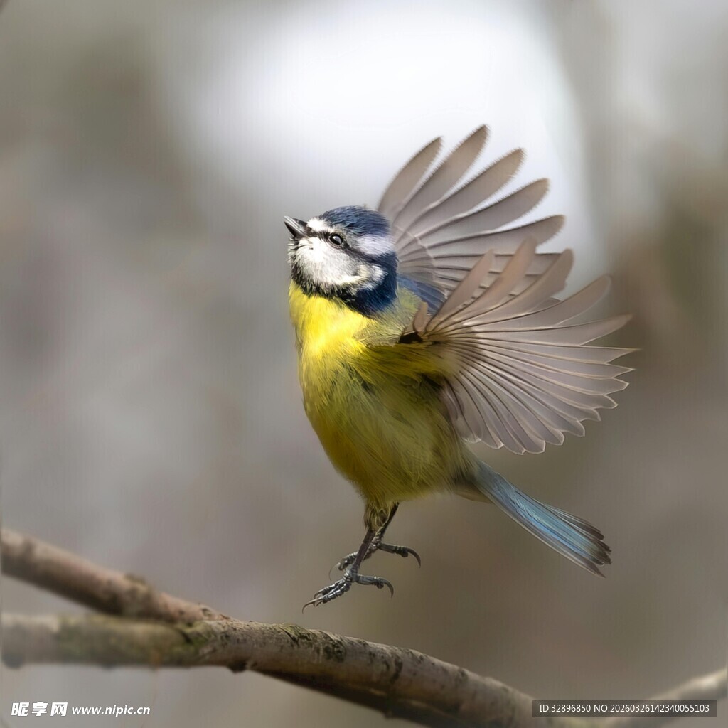 蓝山雀展翅欲飞
